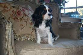 Skylar Very Sweet Cavalier King Charles Cute Dogs King Charles Spaniel