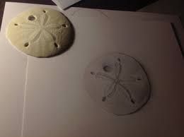 When most people think of sea urchins, they think of scary, spiny creatures that live on the bottom of the sea floor, but sea urchins come in many shapes and sizes. Gamification Drawing Of A Sand Dollar Sarah S Art