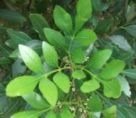 Image result for Ekebergia