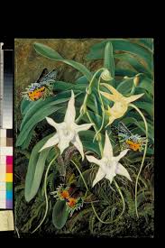 Image result for Angraecum moandense
