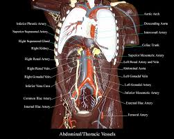 Bloom's taxonomy is a set of three hierarchical models used to classify educational learning objectives into levels of complexity and s. Torso Model Labeled Page 1 Line 17qq Com