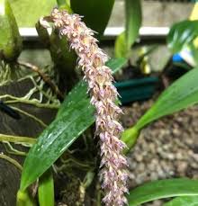Image result for Bulbophyllum lupulinum