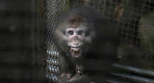The virus is found mainly in tropical rainforest regions of central and west africa. Nauq7lfg2wpgrm