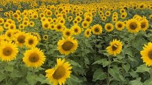 Lagu upin & ipin bunga matahari terbaru hd. Bunga Matahari 2014 Cute766