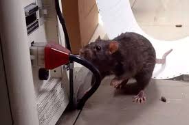 Det er viktig med tålmodighet når det gjelder feller. Bornholm Nu Fem Tegn Pa At Du Har Gnavere I Huset