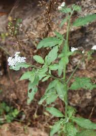 Image result for Heliotropium lineare