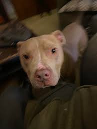 Found this blue nose Pitt. He is very non aggressive regardless of what  he's been through and how he's been treated. Found at O'Brien park Tulsa  Oklahoma back by maintenance facility! Please