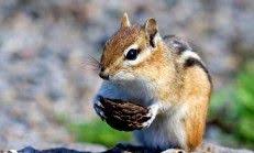 Ruyada Anahtar Gormek Hayvanlar Cok Sirin Hayvanlar Chipmunks