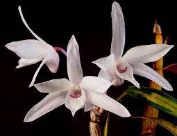 Dendrobium Candidum Orchids Oncidium Flowers