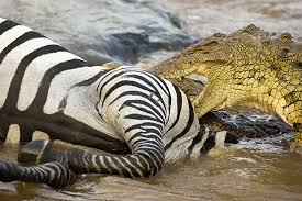 It's going to fall heavily on the side of carnivores, for which i apologize in advance, but if you have tasted fresh rowan from the himalayas, by all means, speak up. Nile Crocodile Eating Zebra Captured At Mara River Kenya Kimballstock