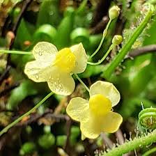 Image result for Utricularia appendiculata