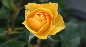 Understand the meaning behind flowers from a to z: A Complete Guide To Flowers That Symbolize Friendship