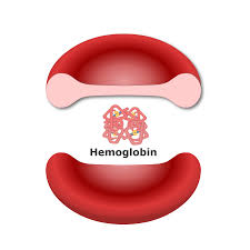 Image result for Hemoglobin