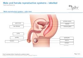 Male reproductive anatomy (side view). Document Viewer Liferay Dxp