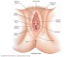 The team asked the women to get undressed and lie on a table covered in a bed sheet. Femal Body Parts Bbc Future The Case For Renaming Women S Body Parts But The Masculine Language Of Medicine Doesn T End There