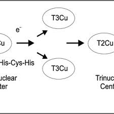 Beata KLUCZEK-TURPEINEN