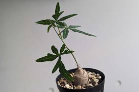Image result for Adenia stenodactyla