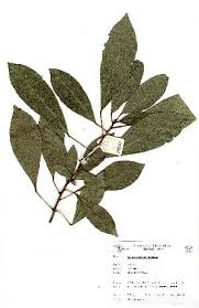 Image result for Cola greenwayi