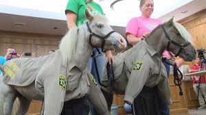 Sheriff S Office Swears In Therapy Horse Deputies Http Wnct Com 2017 06 22 Pitt Co Sheriffs Office Swears In Therapy Horse Mini Horse Horses Miniature Horse