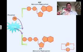 Atp and adp are molecules containing a great amount of stored chemical energy. Photosynthesis Atp And Adp Cycle Youtube