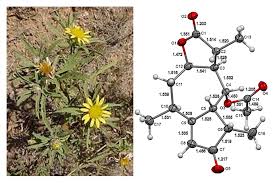 Image result for Geigeria