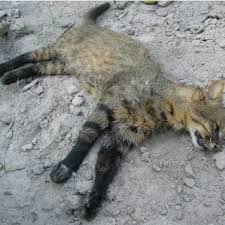 The colocolo (leopardus colocolo) is a small spotted and striped cat native to the west andean slope in central and northern chile. Pantanal Cat Leopardus Colocolo Braccatus Minutes After The Encounter Download Scientific Diagram