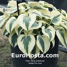 Perennial bulbs shade perennials hosta plants shade plants plantain lily plant zones shade flowers lavender flowers heuchera. Firn Line Hostas Hosta Gardens Hosta Plants