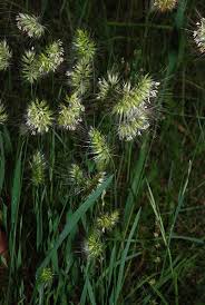 Image result for Cyperus derreilema