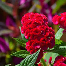 Are You Missing The Wow Factor In Your Garden Add The New Celosia Twisted This Showy Plant With Bright Red Flower Heads In An Intrigu Merrifield Gardens Plants Garden