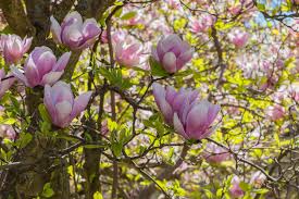 Download and print the pink + white saucer magnolia flower template. Characteristics Of Japanese Magnolia Saucer Magnolia