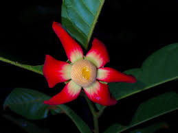 Image result for Uvaria