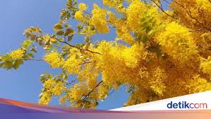 Check spelling or type a new query. Bunga Nasional Thailand Tapi Mekar Dengan Indah Di Qatar