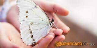 Sonar Con Mariposas