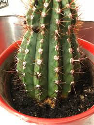 I can't tell if it's from spider mites, or some kind of fungus. Can Anyone Identify The Fungus Attacking My Cactus Or Help Me Figure Out How To Clear It Up Gardening