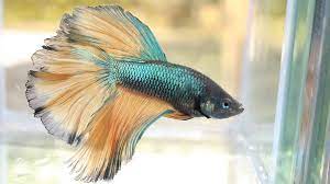 Betta fish diet is one of the most important aspects of keeping them healthy. Creating A Picture Perfect Betta Home Pisces Pet Emporium