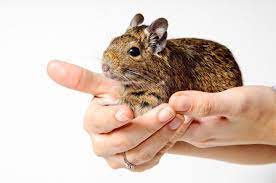 If You Re Worried About Your Degu Getting Bored In His Cage We Ve Found 9 Simple Ways To Help You Keep Your Degu Enriched Come On In Degu Degus Degu Cage