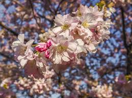 Maybe you would like to learn more about one of these? Cherry Blossoms Cherry Blossom Bloom Spring Tree Cherry Tree White Blossom Wild Cherry April Flowers Pikist