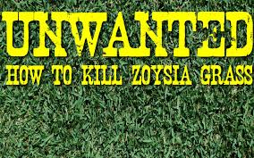 It requires little care or when the neighbor has bermuda and you have a fescue or bluegrass yard, the bermuda will encroach upon the cool season grass during the heat of the summer. How To Kill Zoysia And Bermuda Grass Grass Pad