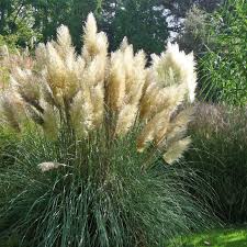 Funkien werden auch herzblattlilien genannt. Grasergarten Gestalten Anlegen Und Pflegen Mein Schoner Garten