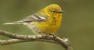 Birds Of East Texas Piney Woods A Bird True To Its Name The Pine Warbler Is Common In Many Eastern Pine Forests And Is Rarely Seen Away From Pines These Y Bird Species Beautiful Birds Birds
