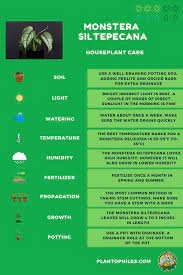 It is a unique, perennial evergreen vine that has two different types of one of the important aspects of monstera siltepecana care is providing suitable light exposure. Monstera Siltepecana Care Best Plant Guide 101 Plantophiles
