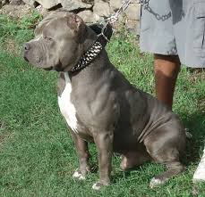 American Pitbull Terrier American Pitbull Dog Pitbulls Pitbull Puppies