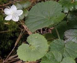 Image result for Rubus repens