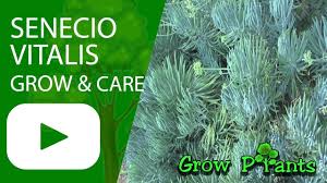 Senecio is an adorable succulent that's easy to grow indoors with little attention. Senecio Vitalis Grow Care Senecio Cylindricus Youtube