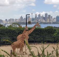 Giraffes Against The Sydney Skyline Giraffe Sydney Australia Animal Nature In 2020 Sydney Skyline Animals Giraffe