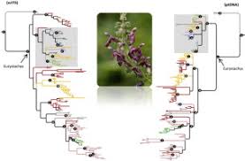 Image result for Stachys aculeolata