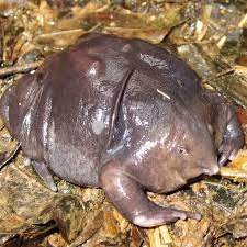 Where To See The World S 10 Weirdest Animals Fodors Travel Guide