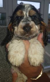 Black And Tan Show Cocker Spaniel Puppy Luna Blue Roan And Tan Cocker Spaniel Puppy Cocker Spaniel Puppies Spaniel Puppies Cocker Spaniel