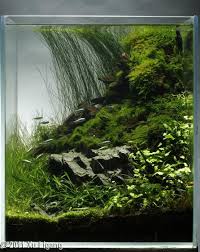 2011 Aga Aquascaping Contest Entry 257 Aquascape Fish Tank Terrarium Fish Tank