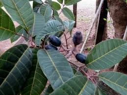 Image result for Canarium